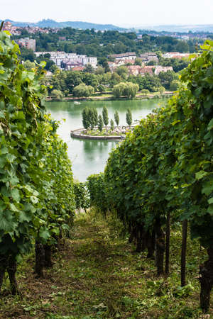 Vineyards in Stuttart - Bad Cannstatt: Very steep hills along river Neckar with the Max-Eyth See (lake) in the backgroundの写真素材