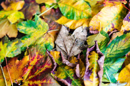 Colorful and bright background made of fallen autumn leavesの写真素材
