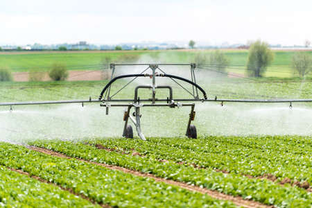 watering lettuce fieldsの写真素材