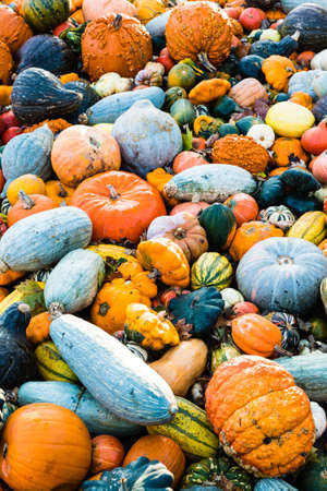 Pumpkin selectionの写真素材