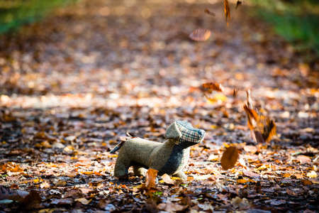Soft toy dog is placed in autumn forestの写真素材