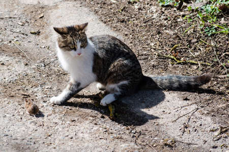 Cat and mouseの写真素材