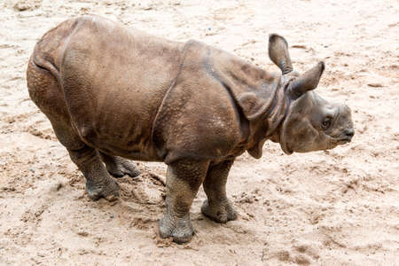 Young Indian one-horned rhinoceros (6 months old)の写真素材