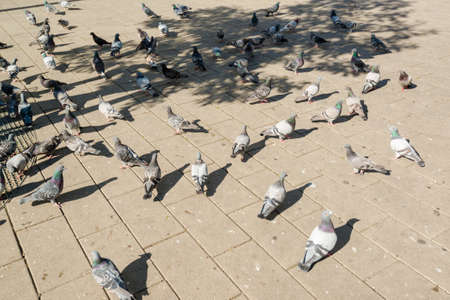 a flock of doves on city squareの写真素材