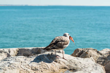 Seagull is eating a red fish on the sea coastの写真素材