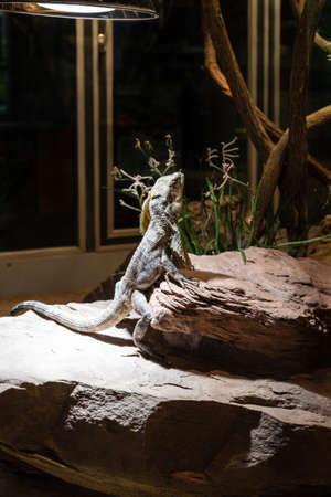 Leguan portrait dozing under a heat lamp in a terrariumの写真素材