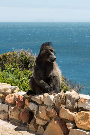 Portrait of an African Baboon having a bad hair day during strong wind, sitting on a stone wall nexst to the road with South African landscape in the background.の写真素材