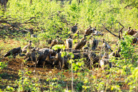 White-backed vultures (Gyps africanus) sitting and feeding on carrionの写真素材