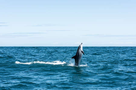 Dolphin shooting straight out of the water in South Africaの写真素材