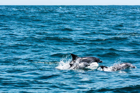 Dolphin family playing in the waterの写真素材