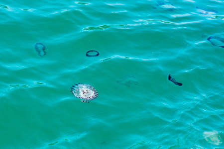 Jellyfish in the ocean of South Africaの写真素材