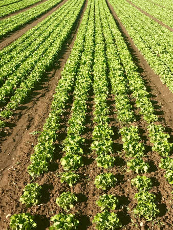 Rows of salad on a large agriculture fieldの写真素材