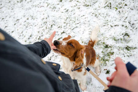 Young Welsh Springer Spaniel in the snowの写真素材
