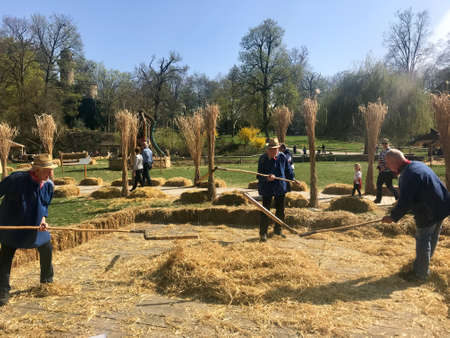 Elderly men are demonstrating how grain was threshed manually on a farm in ancient times