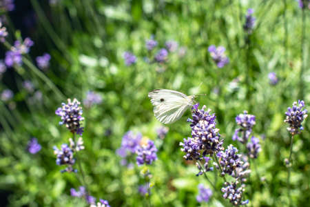 Cabbage butterfly drinking from lavenderの写真素材