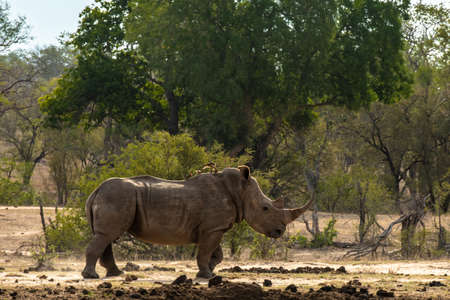 White rhino on the savannah
