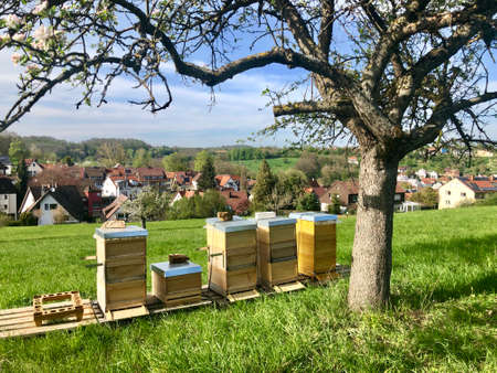 A cluster of beehives sit among trees
