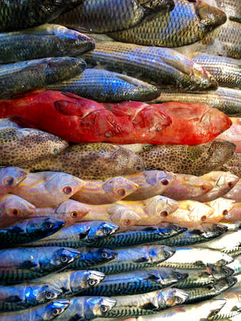 Pile of different fresh fishの写真素材