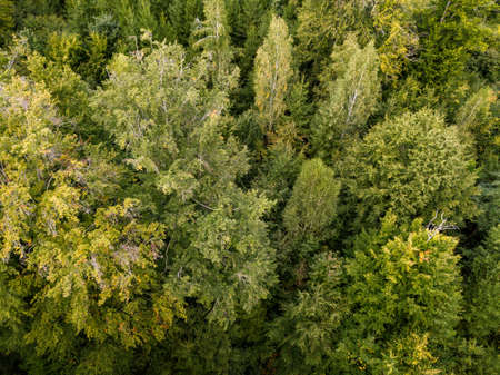 aerial view on a forest in Germany