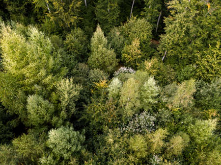 aerial view on a forest in Germany taken using a droneの写真素材