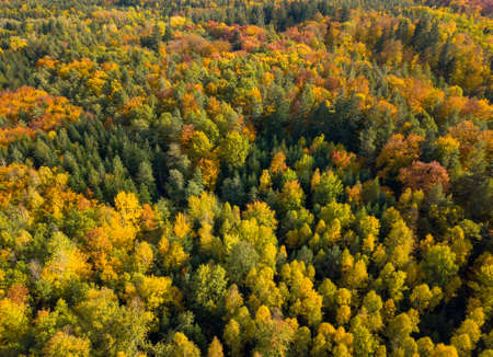 Aerial view of autumn forest. Fall landscape with red, yellow and green foliage as seen from above