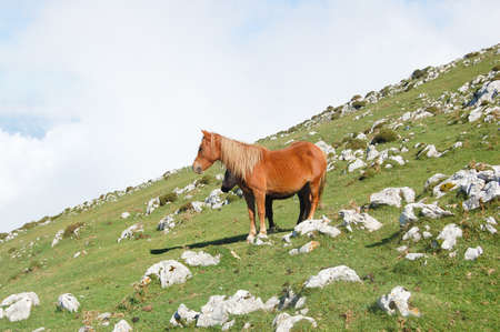 Brown horses in the crest of a mountain, with the sky behind の写真素材
