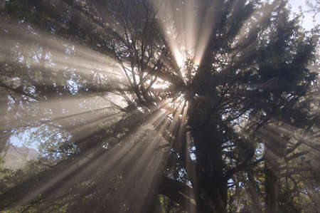 Sunrays pasing through the branches of a tree, creating a beautiful spiritual, religious image.
