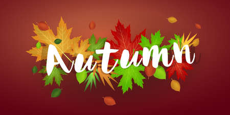 Autumn banner with leaves: Red background and autumn leaves. Vector image