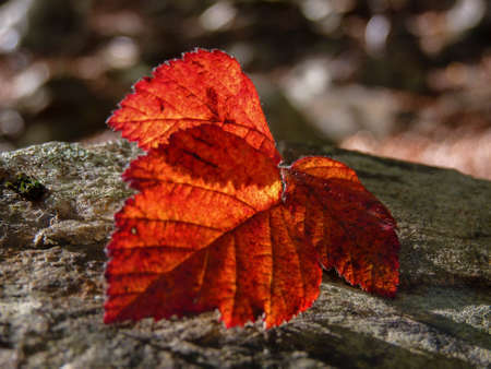Autumnal scene