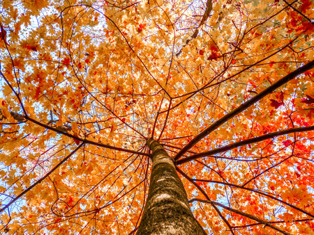 Autumnal sceneの写真素材