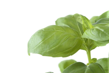 Close up (macro) shot of leaves on a basil plant.  White background.の写真素材