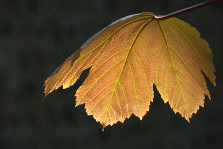 A maple leaf lit by the last rays of evening sunlight.  Flint stone wall just visible in darkness in...