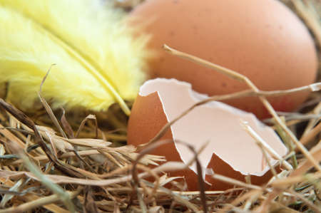 Close up of a broken brown egg shell and yellow feather nestling on straw.  Whole egg in background.の写真素材