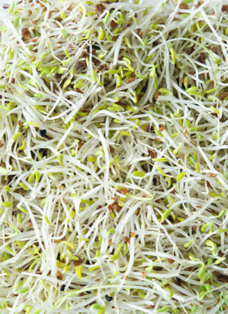 A mixture of alfalfa and leek beansprouts, filling whole frame.の写真素材