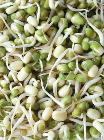 Close up of sprouting Mung beans, filling whole frame.の写真素材