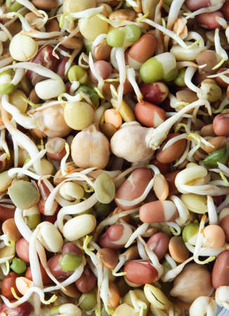 Close up of assorted organic adzuki, chickpea and mung beansprouts, filling whole frame.の写真素材