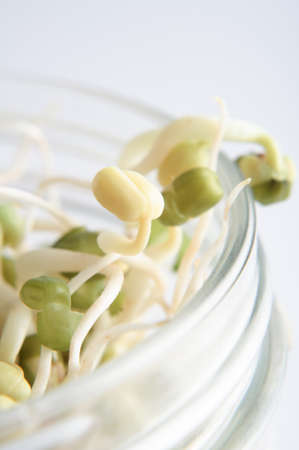 Close up (macro) of sprouting mung beans, reaching up through the top of an open glass jar.  Shallow depth of field.の写真素材