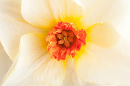 Close up (macro) shot of a Narcissus (daffodil) in full bloom.  Petals blend from yellow towards cream, with orange-red stamen and trumpet.  Landscape orientation.の写真素材