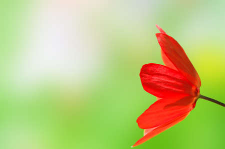 Close up side view of a bright red tulip reaching in from right of frame, against a bokeh background created from the spring flowers and grass that were behind the tulip when it was shot.の写真素材