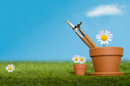 Large and small plant pots containing English Daisy flowers and potting tools on a grassy lawn against a bright blue sky.  A white fluffy cloud floats above the largest flower, with copy space to the left. の写真素材