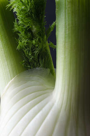 Close-up (macro) of a fennel bulb; showing stripy surface and leaves.の写真素材