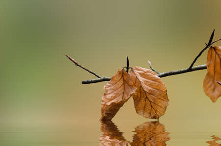 A tree branch with Autumn leaves that touch and reflect in rippling water below.の写真素材
