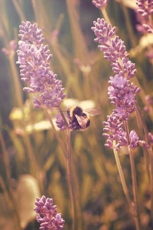 Vertical photograph of bee gathering pollen from lavender in hazy sunlight.  Retro styled with pink and golden yellow hues.の写真素材