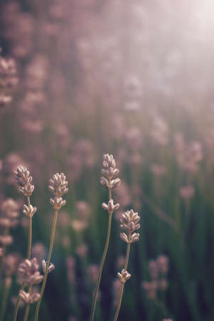 A field of lavender flowers, extending into soft focus blur in the distance, with focused stems in the foreground.  Retro style with pink hue.の写真素材