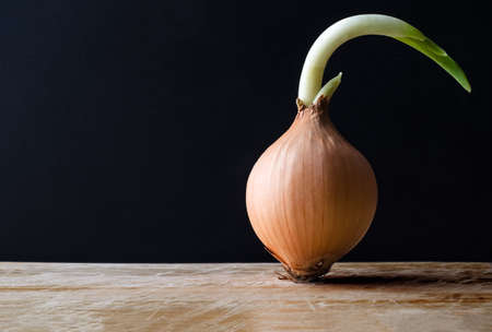A raw, unpeeled sprouting onion, standing upright on a scratched wooden chopping board against a black chalkboard background.  Copy space to the left.の写真素材