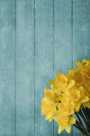 Yellow daffodils, grouped in front of turquoise wood plank background.の写真素材