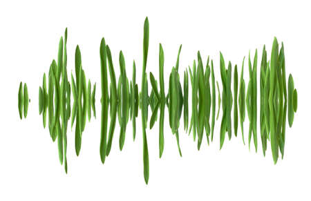 Blades of grass in a row, mirrored as if in water, creating the appearance of a soundwave. Isolated on white background.の写真素材