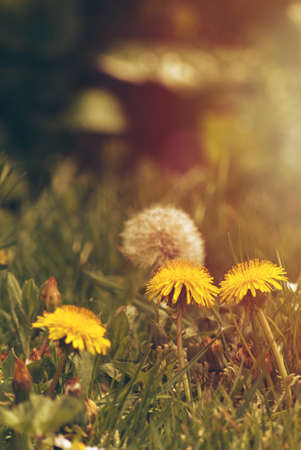 Close up of yellow dandelions growing in grass with white seed head behind, bathed in golden misty light. の写真素材