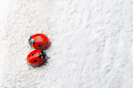A pair of red Ladybirds with black spots, facing in opposite directions on a rough, white stone surface.の写真素材