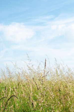 A field of wild grasses  bending in light Summer breeze with bright blue sky and soft white cloud...